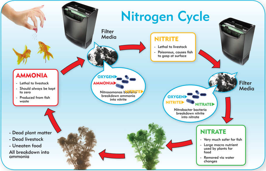 The Fish-keeping nitrogen cycle
